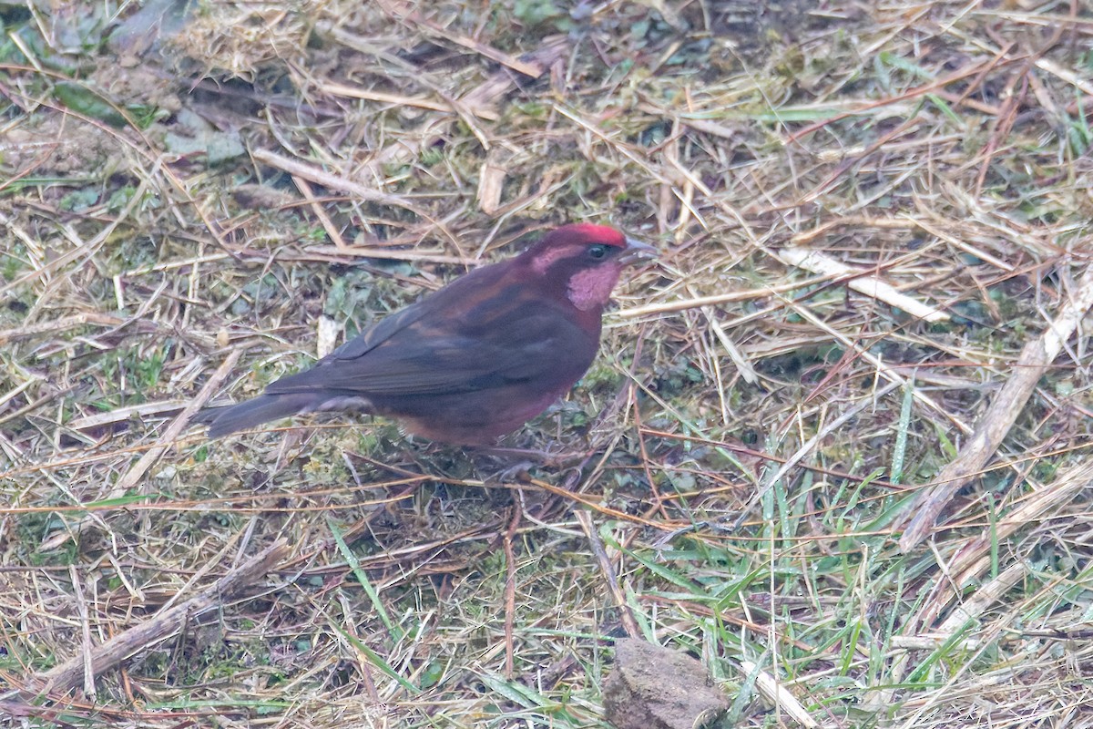Dark-breasted Rosefinch - ML640712514