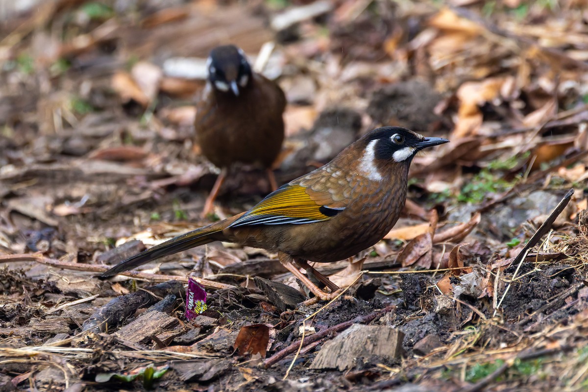 Black-faced Laughingthrush - ML640712528