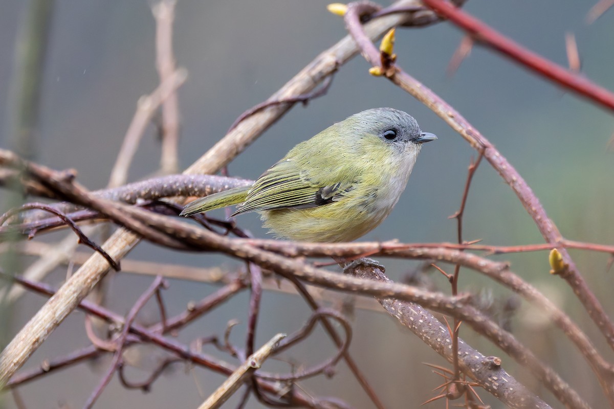 Green Shrike-Babbler - ML640712563