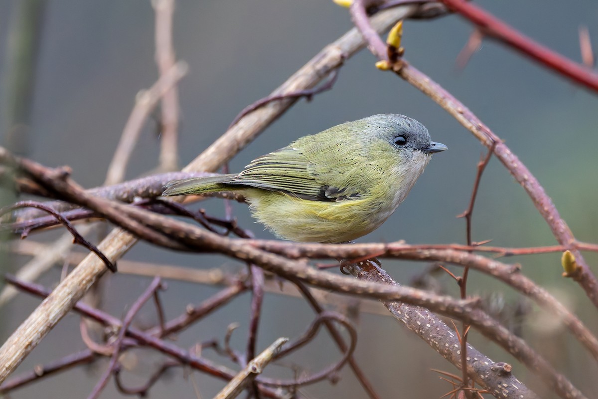 Green Shrike-Babbler - ML640712564