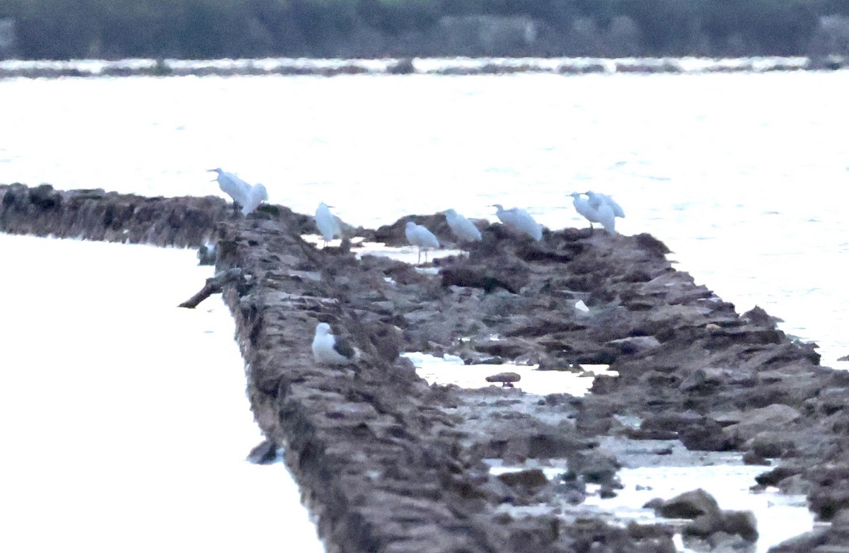 Lesser Black-backed Gull - ML640712610