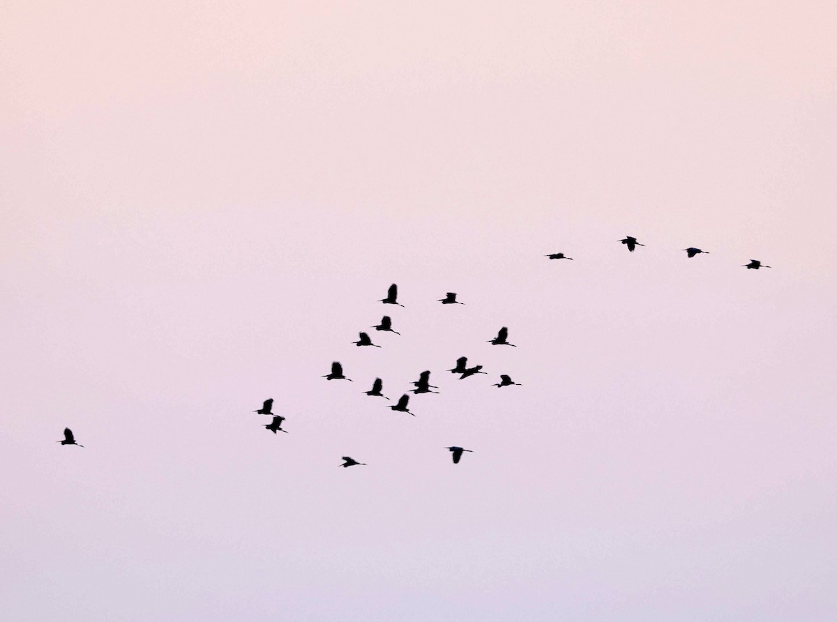 Gray Heron - ML640712621