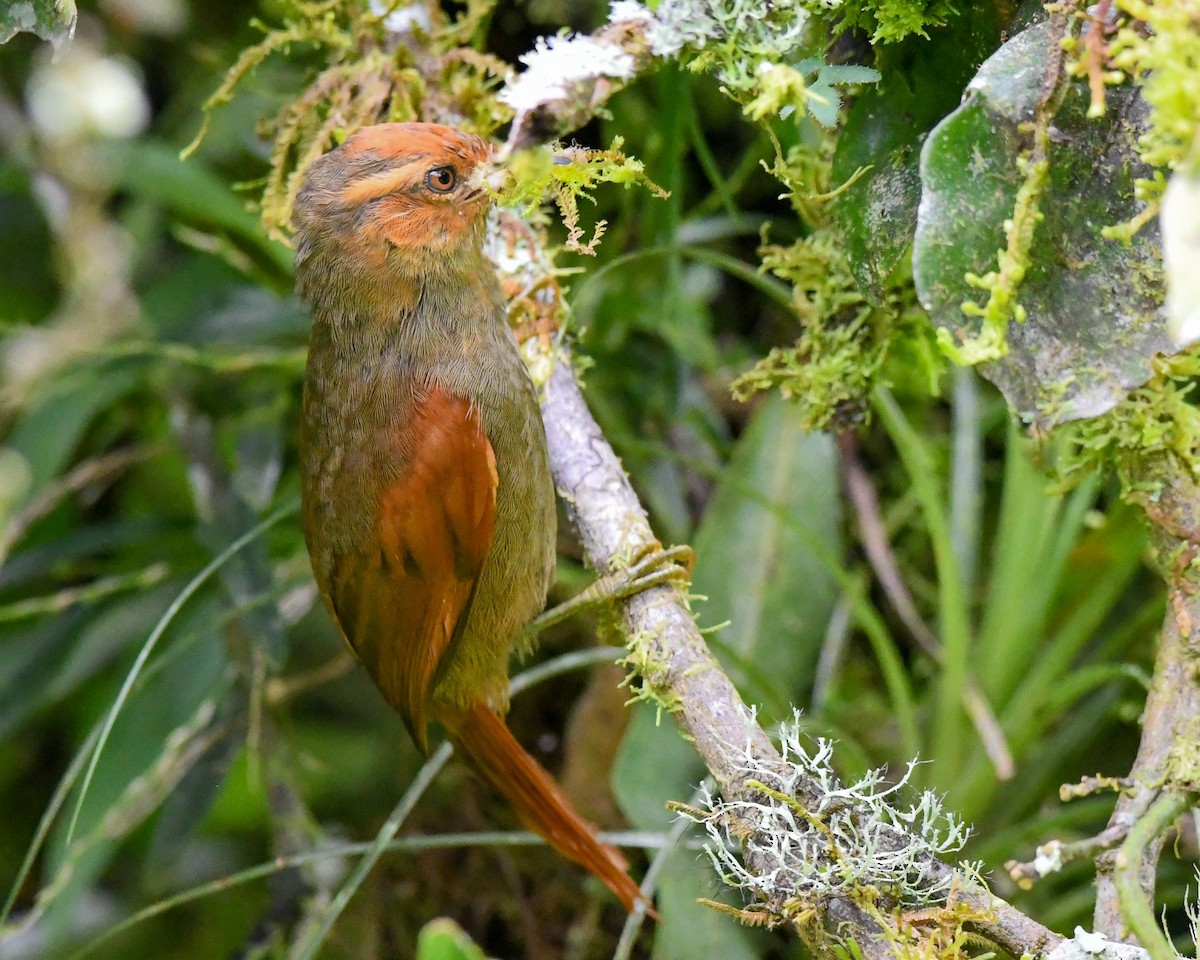 Red-faced Spinetail - ML640712639