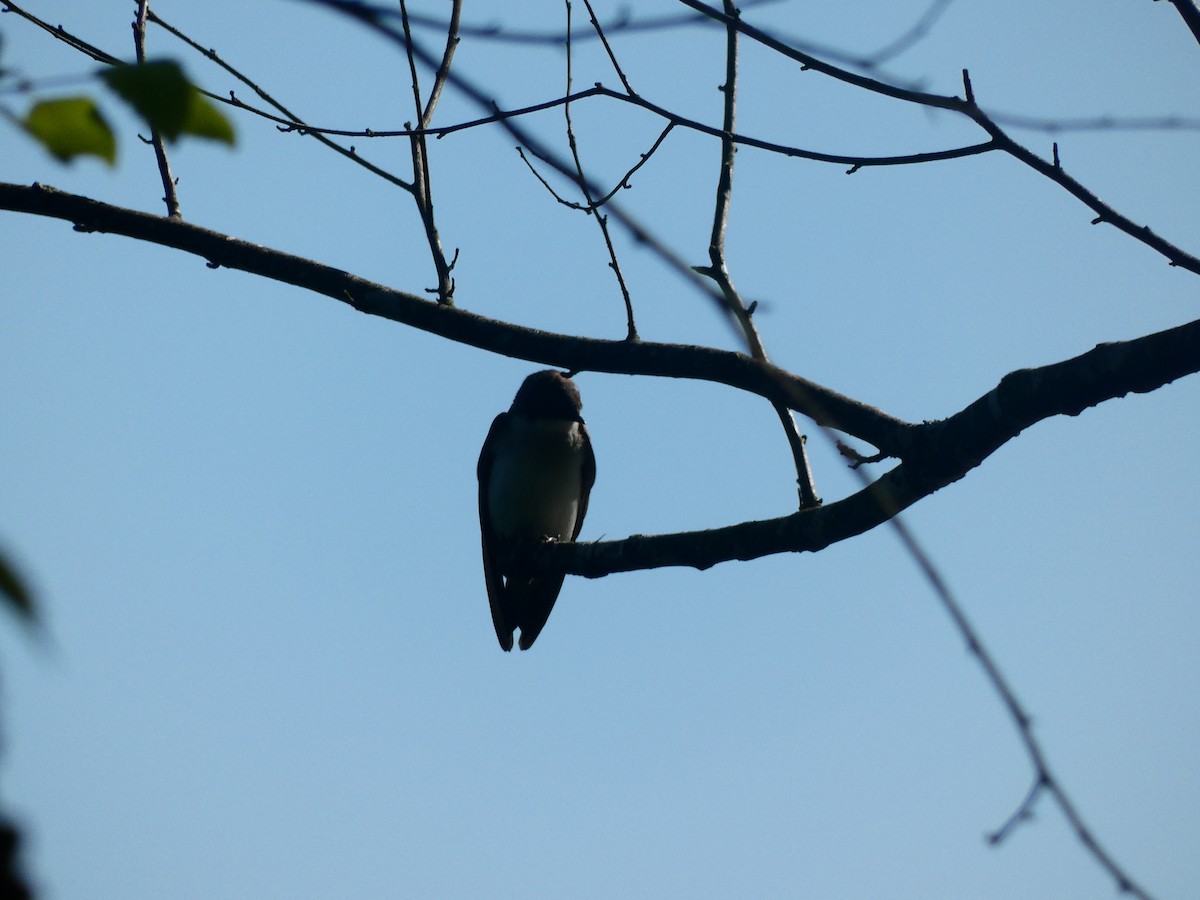 Northern Rough-winged Swallow - ML640712641