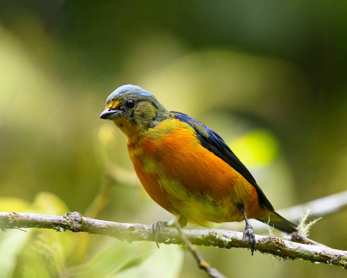 Elegant Euphonia - ML640712672
