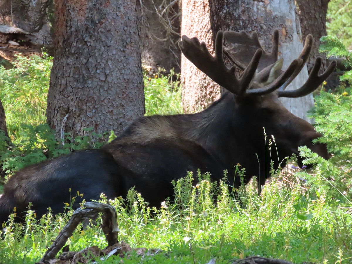 Animals - ML640712762