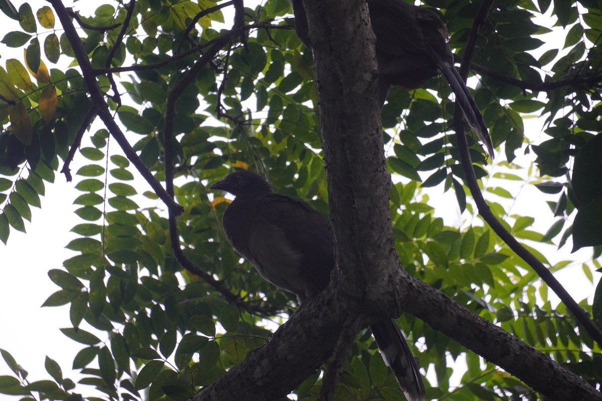 Gray-headed Chachalaca - ML640712776