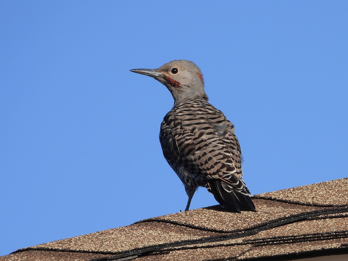 Northern Flicker (Yellow-shafted) - ML640712791