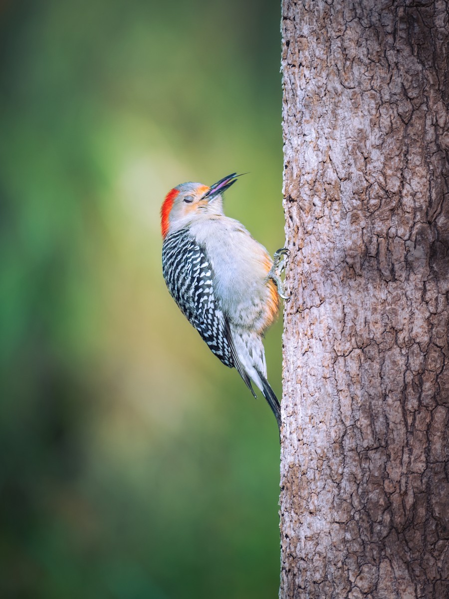 Red-bellied Woodpecker - ML640712792