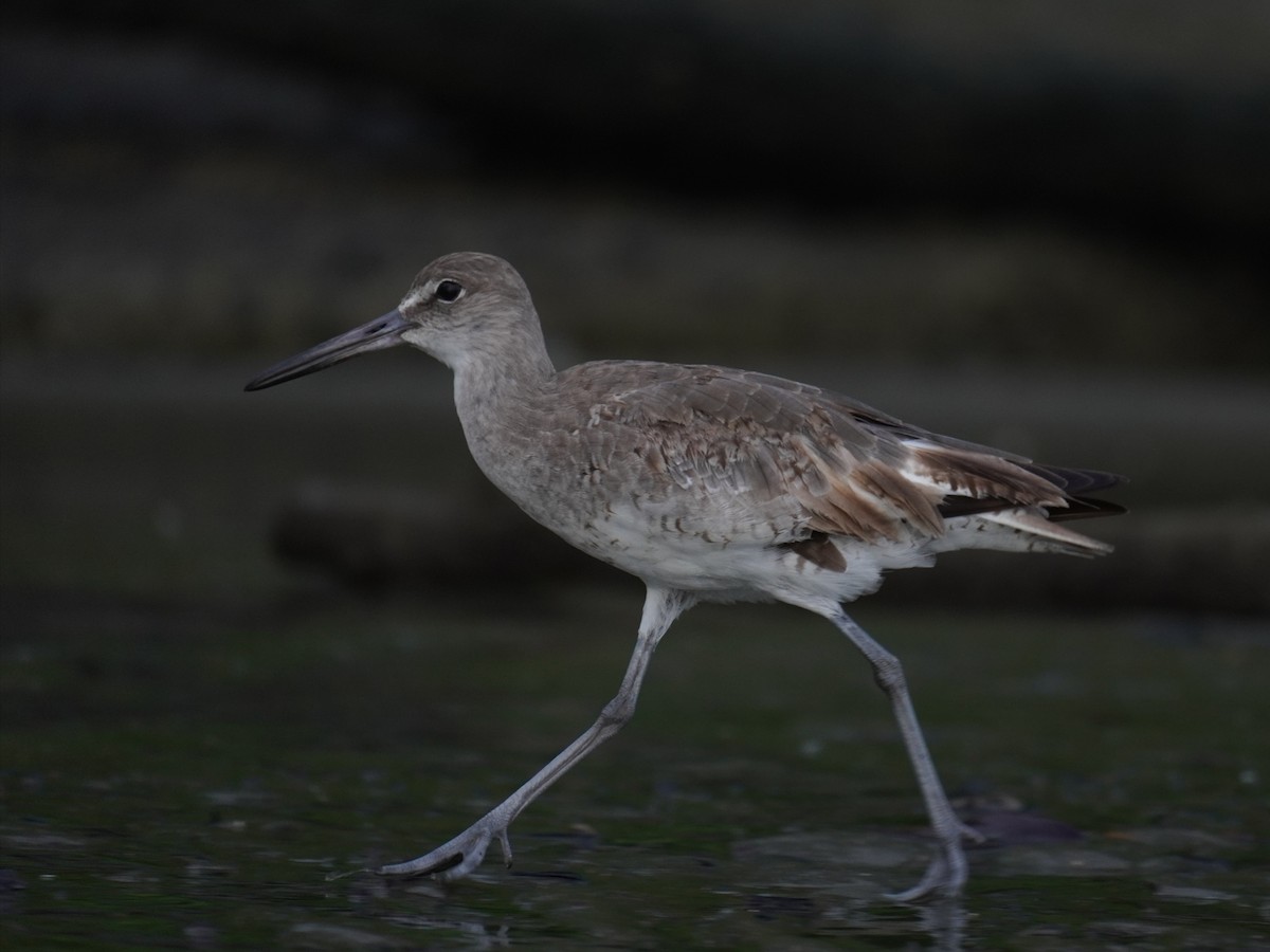 Willet - ML640712795