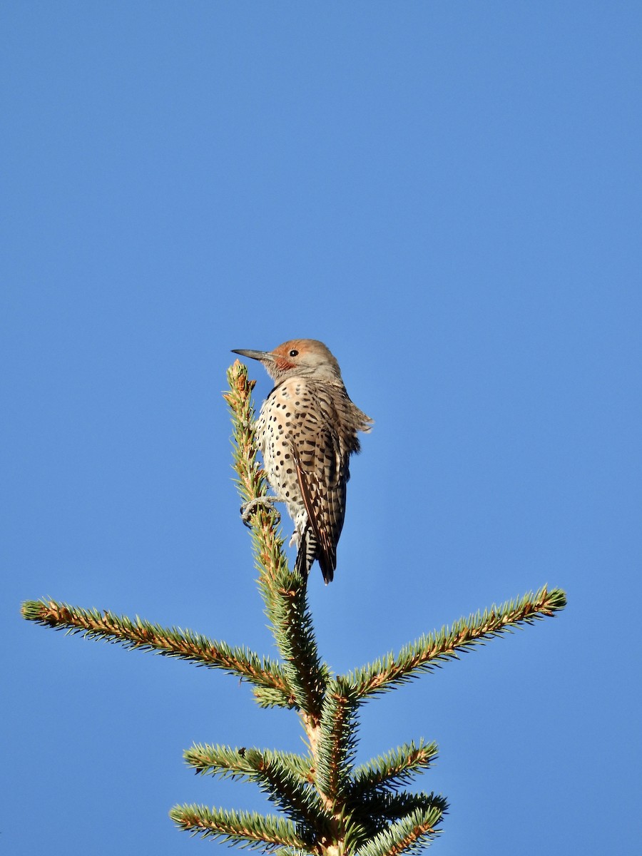 Northern Flicker (Red-shafted) - ML640712797