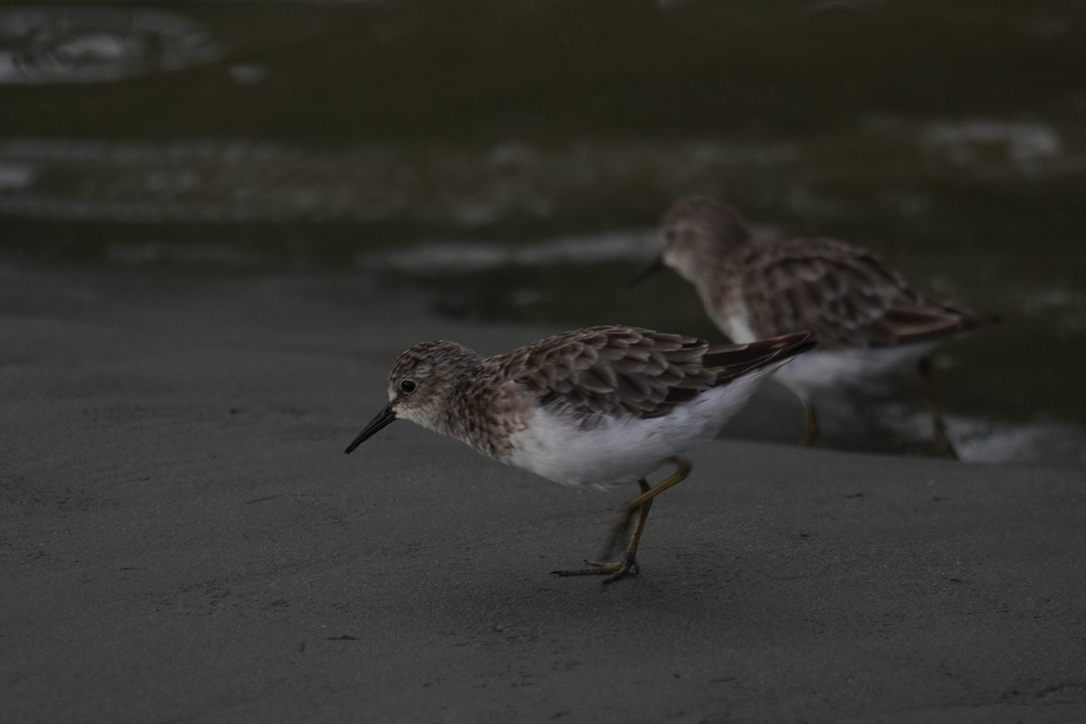 Least Sandpiper - ML640712798