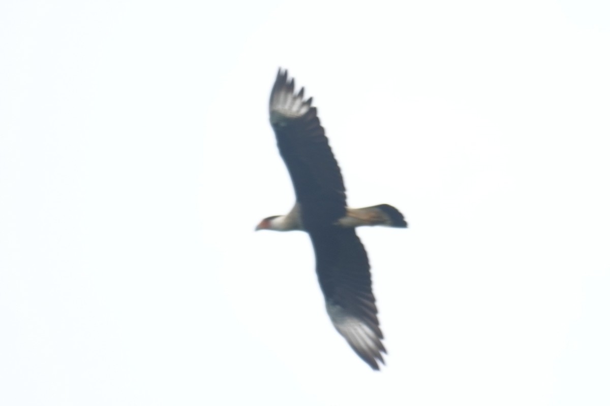 Crested Caracara - ML640712804