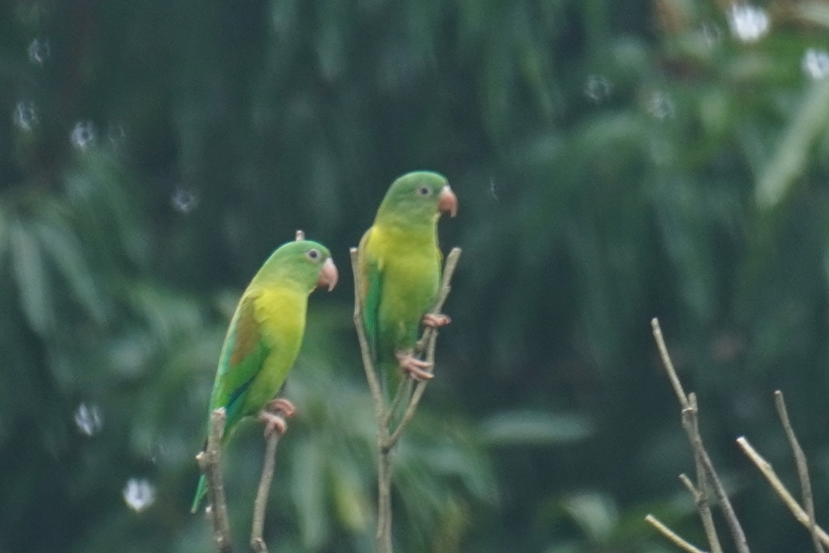 Orange-chinned Parakeet - ML640712809