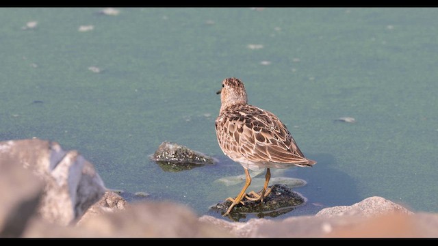 アメリカウズラシギ - ML640712825