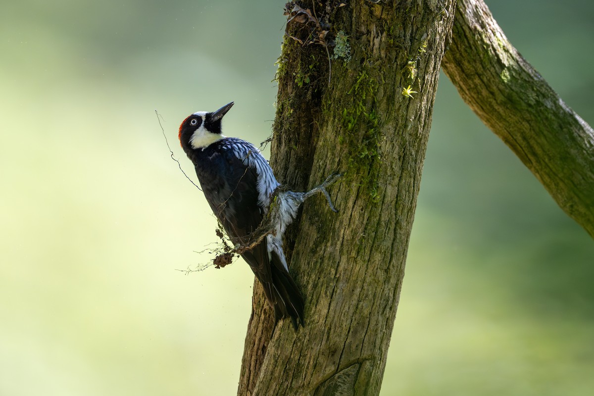 Acorn Woodpecker - ML640712839