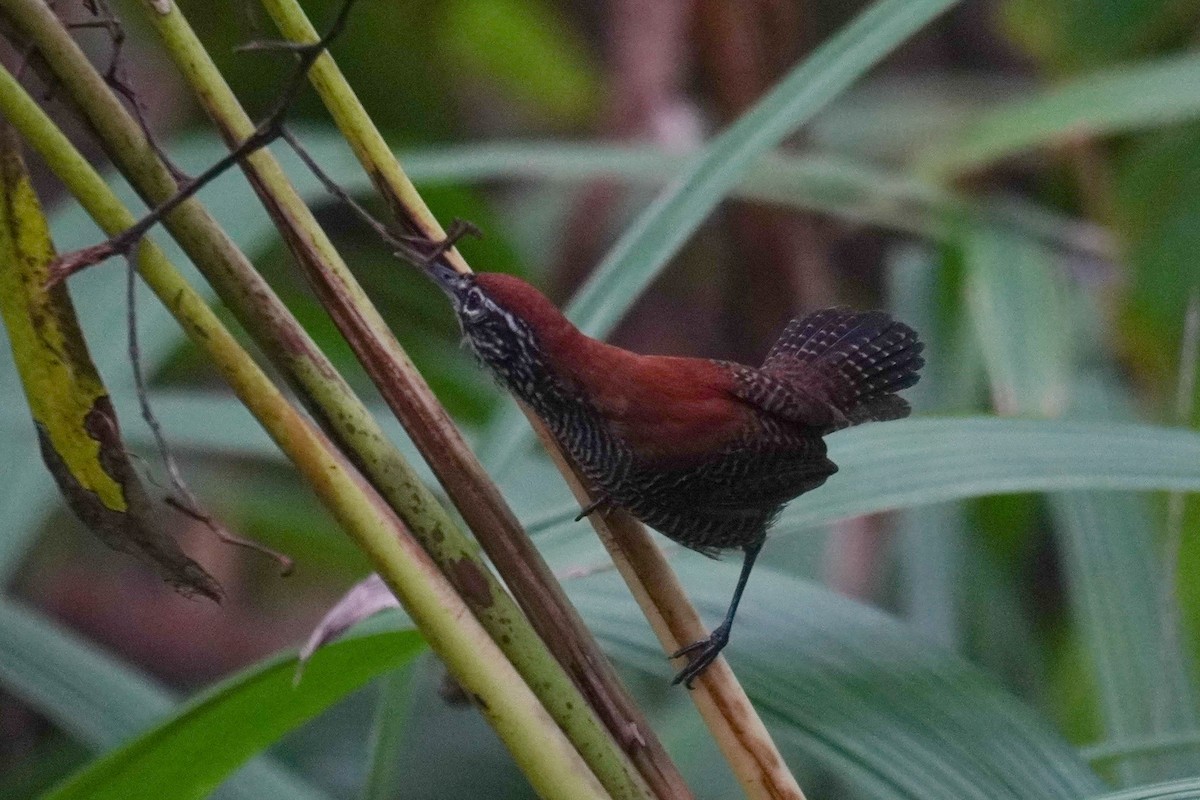 Riverside Wren - ML640712859