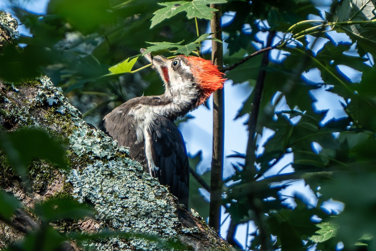 Pileated Woodpecker - ML640712884