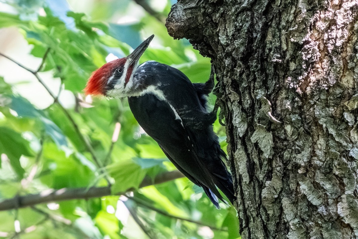 Pileated Woodpecker - ML640712885