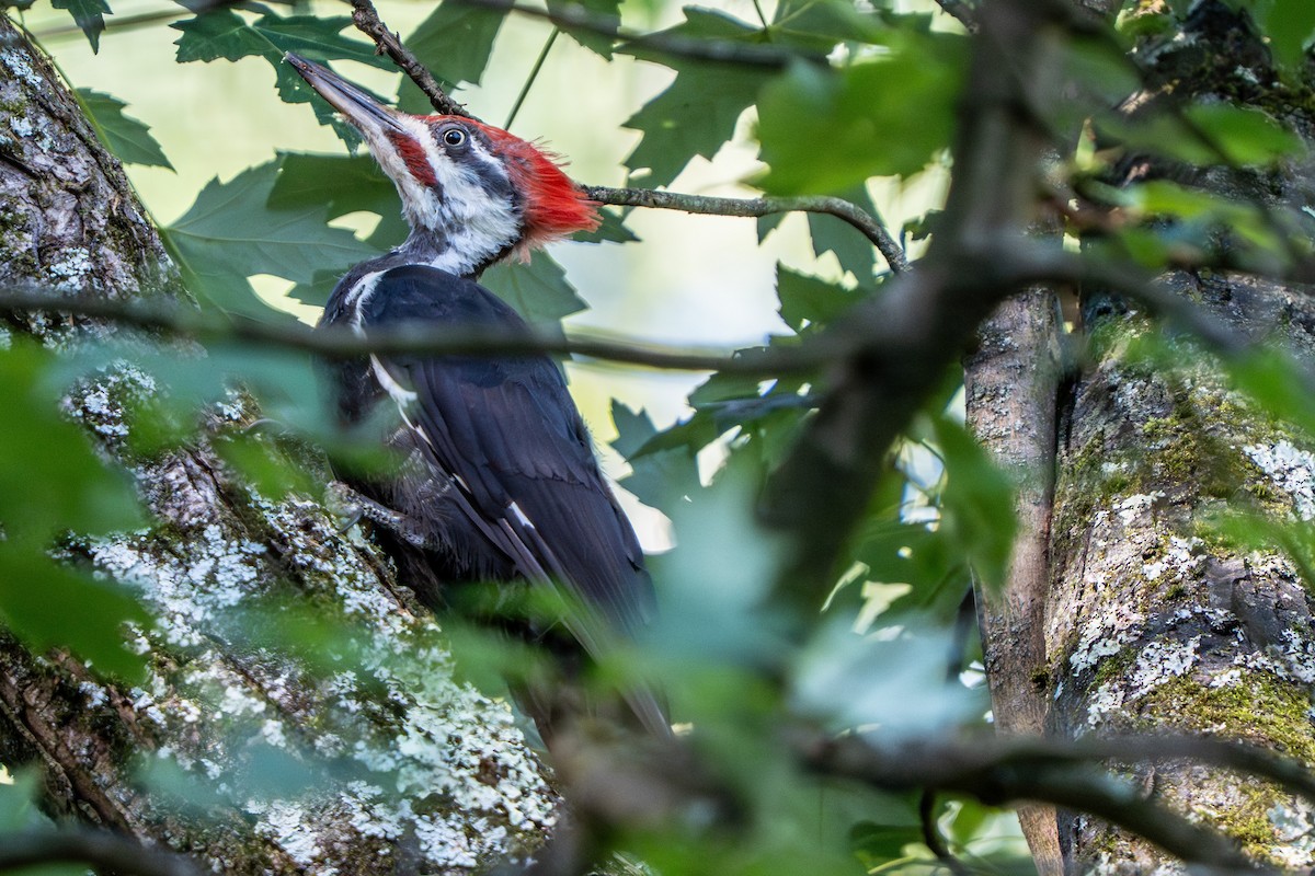 Pileated Woodpecker - ML640712886