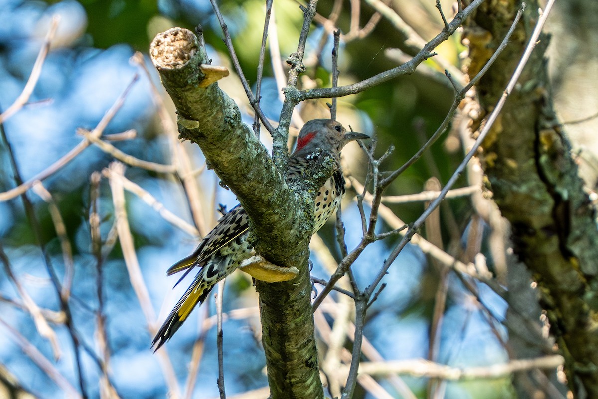 Northern Flicker - ML640712908