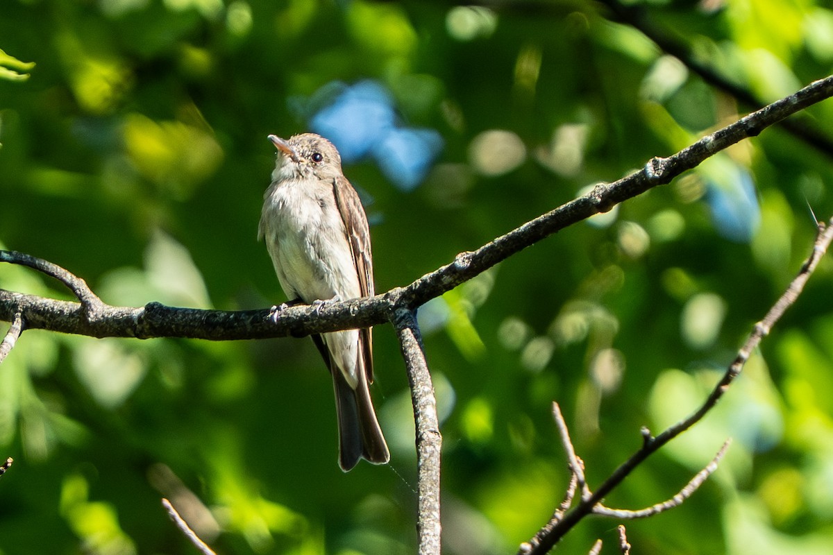 Eastern Wood-Pewee - ML640712932