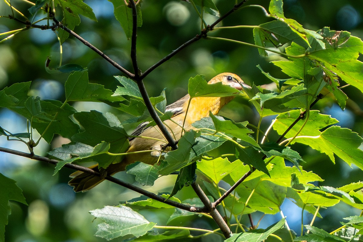Baltimore Oriole - ML640712989