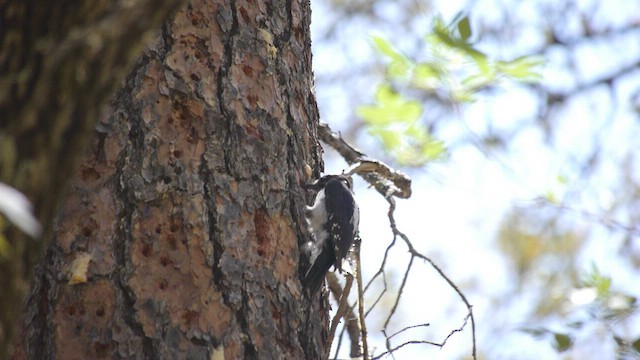 Hairy Woodpecker - ML640712999