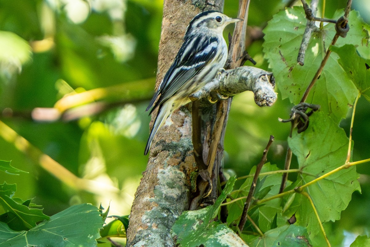 Black-and-white Warbler - ML640713000