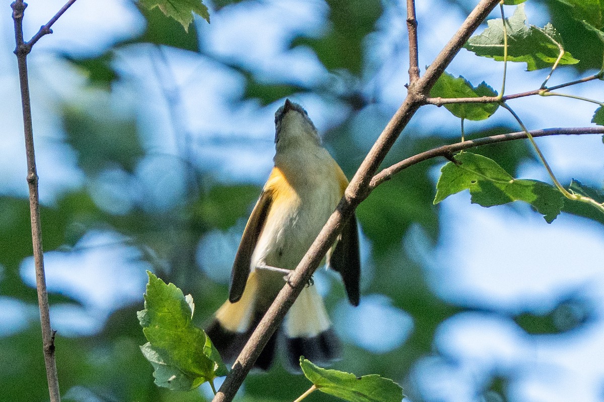 American Redstart - ML640713024