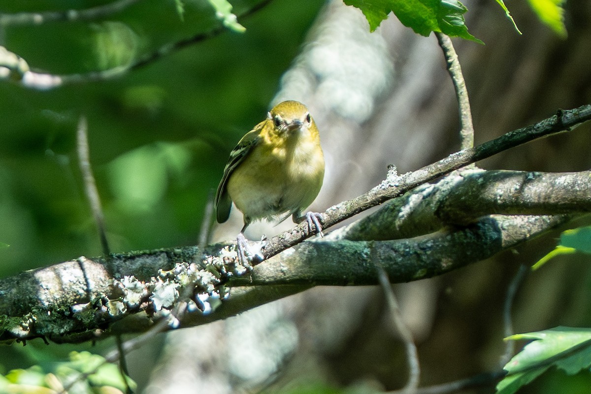 Bay-breasted Warbler - ML640713058