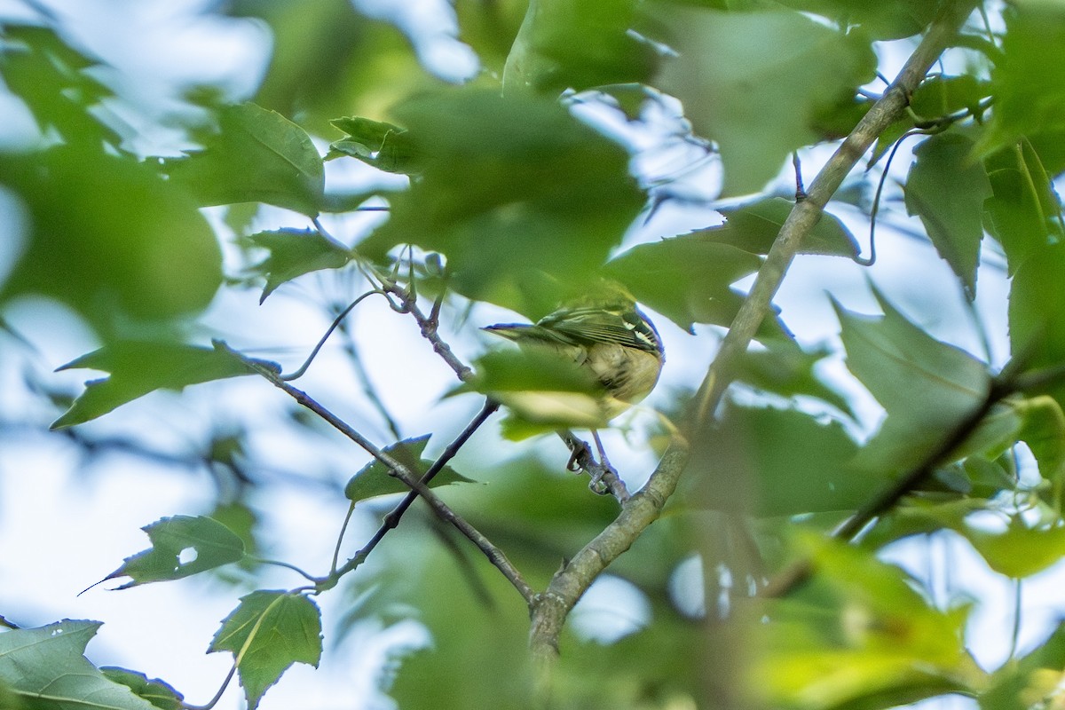 Bay-breasted Warbler - ML640713059