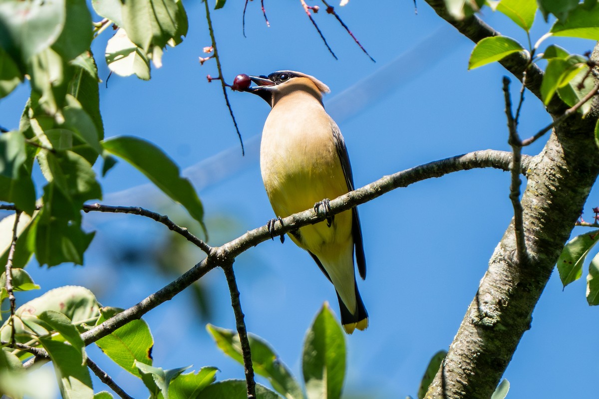 Cedar Waxwing - ML640713079