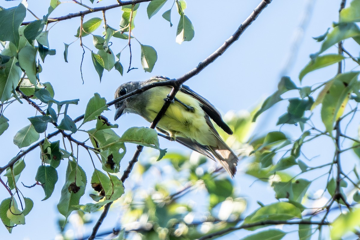 Great Crested Flycatcher - ML640713107