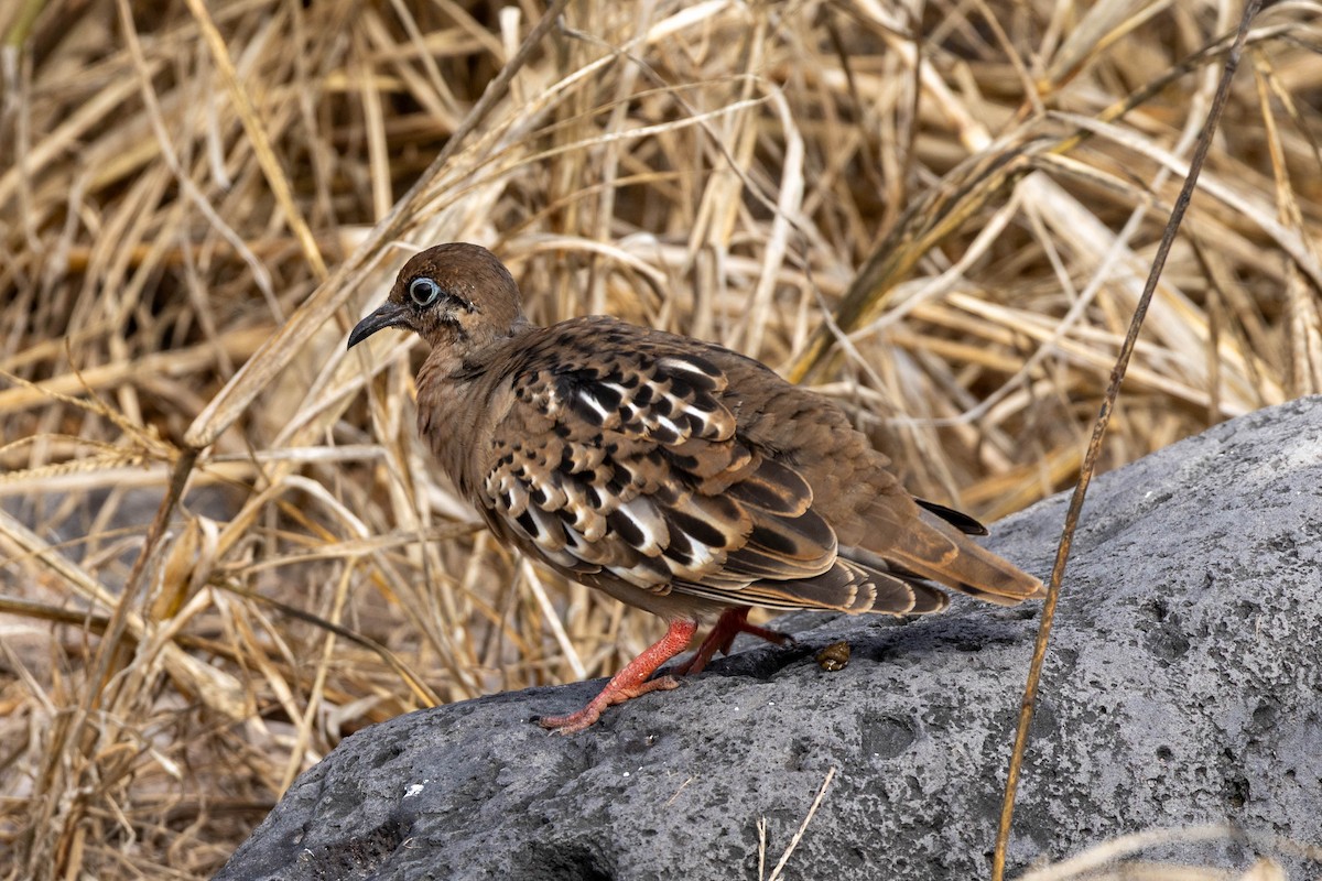 Galapagos Dove - ML640713124