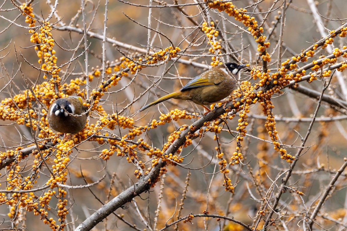 Black-faced Laughingthrush - ML640713128