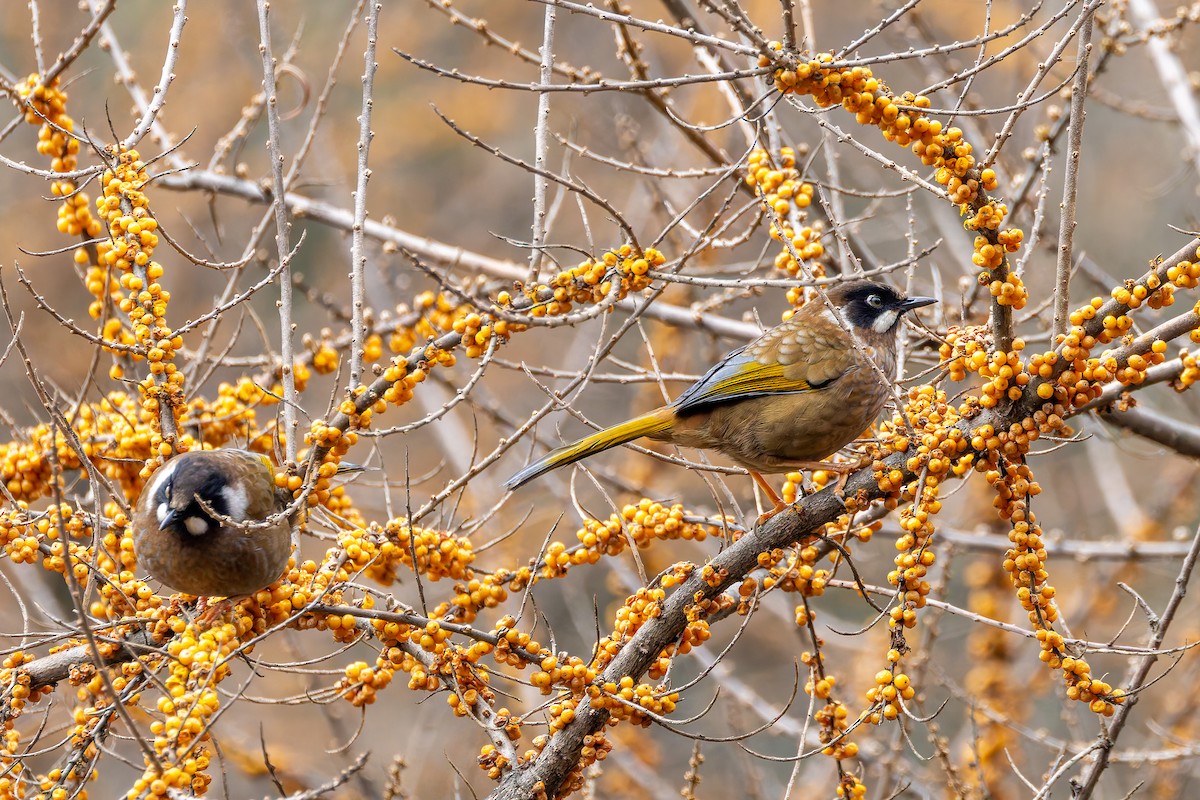 Black-faced Laughingthrush - ML640713137