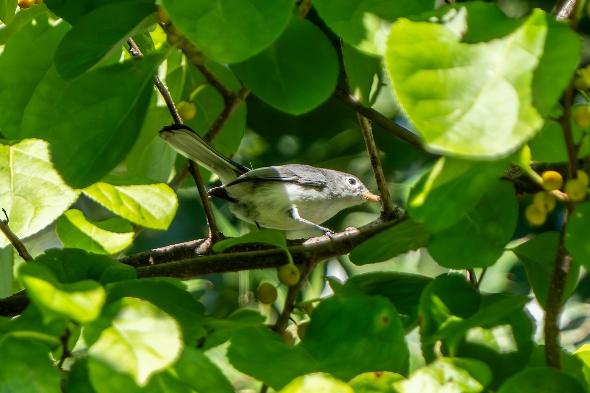 Blue-gray Gnatcatcher - ML640713139