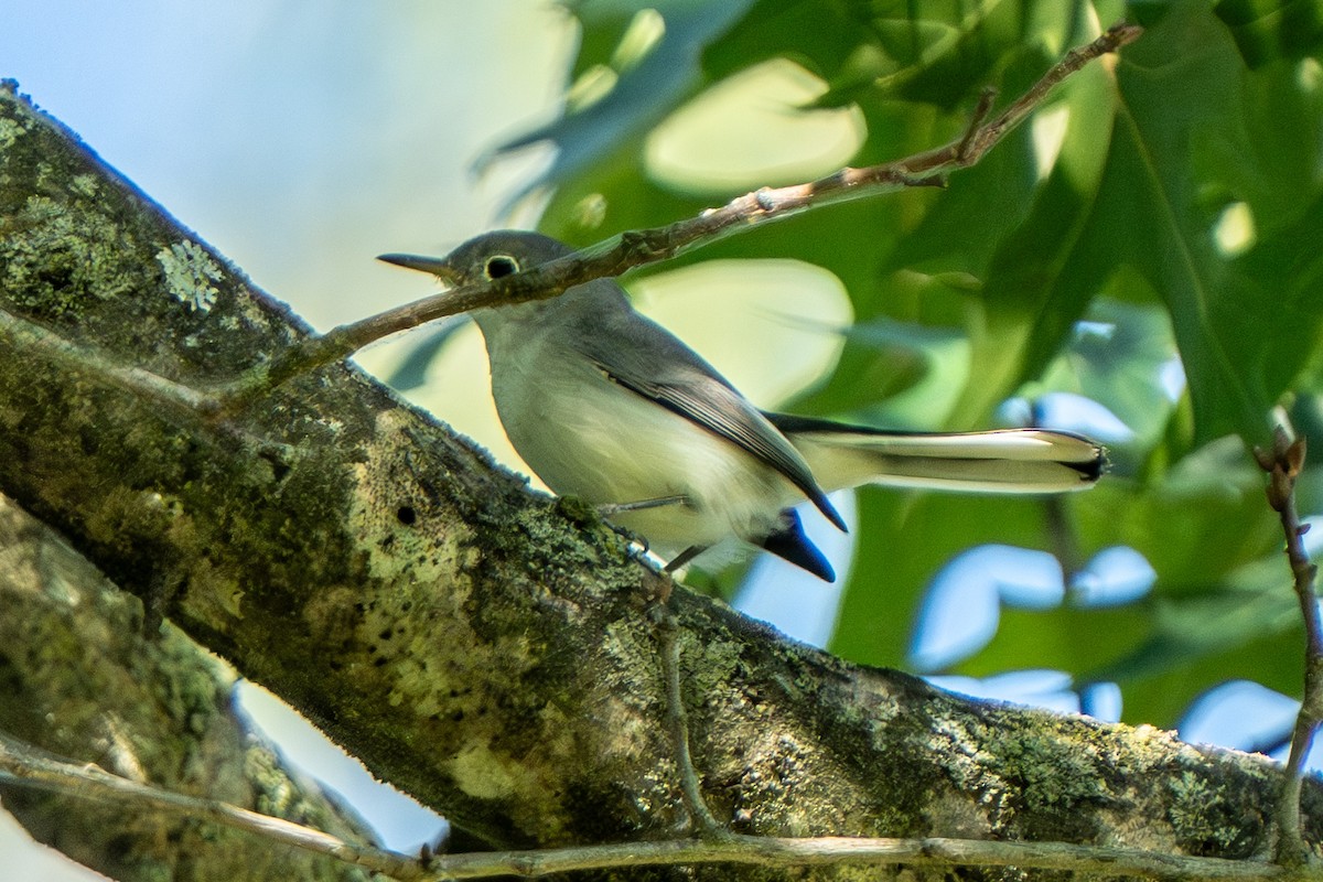 Blue-gray Gnatcatcher - ML640713140