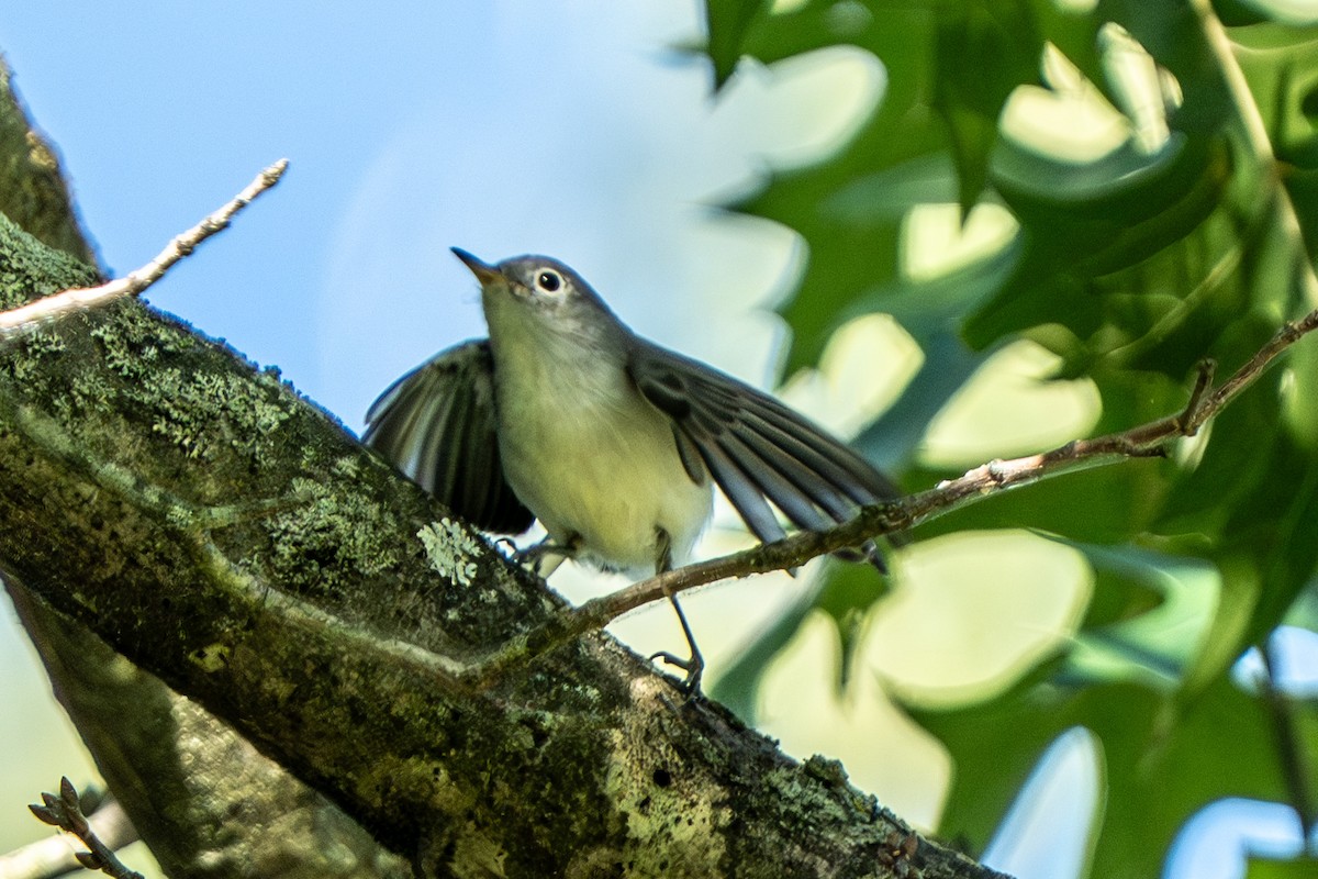 Blue-gray Gnatcatcher - ML640713141