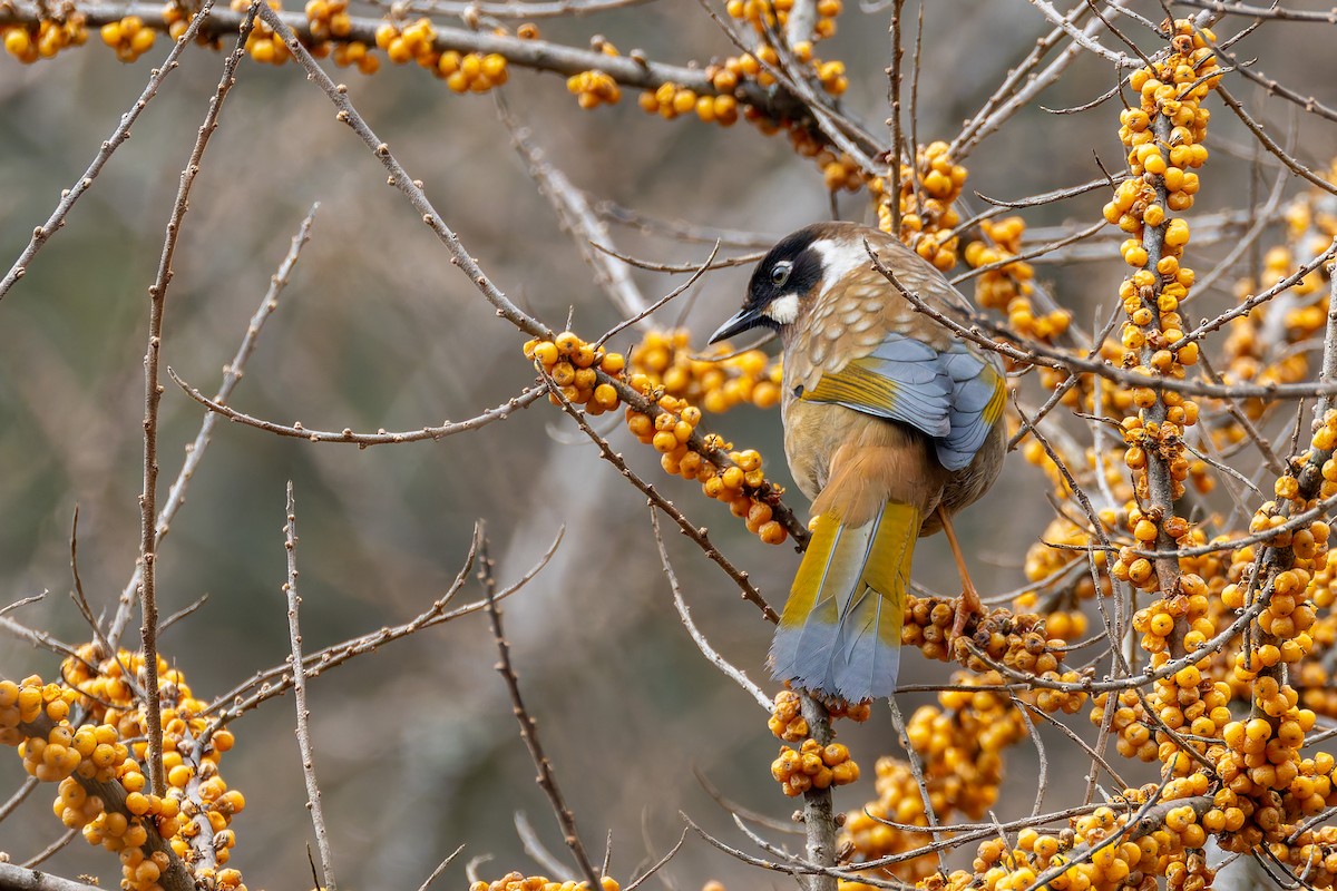 Black-faced Laughingthrush - ML640713142