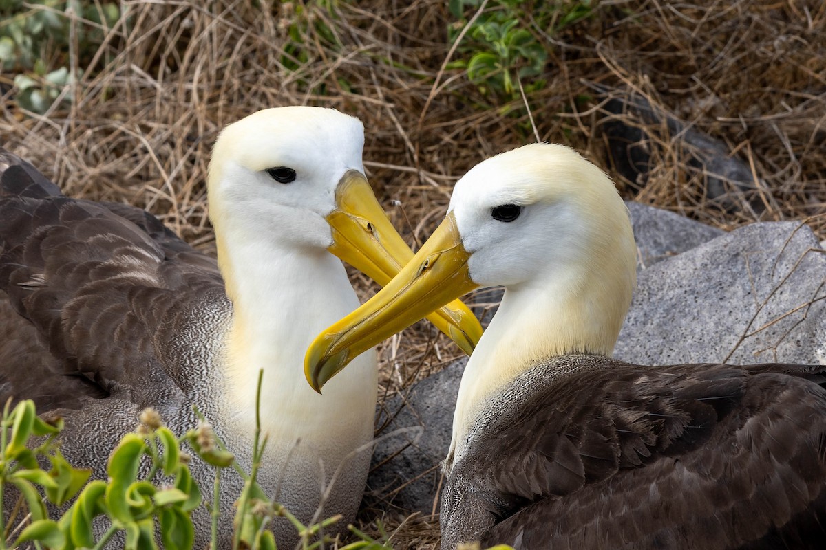 Waved Albatross - ML640713145