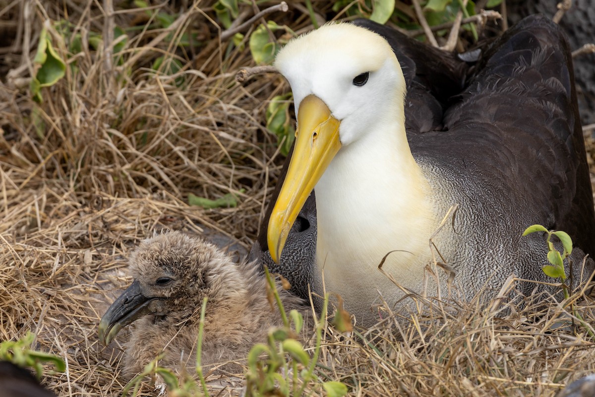 Waved Albatross - ML640713151