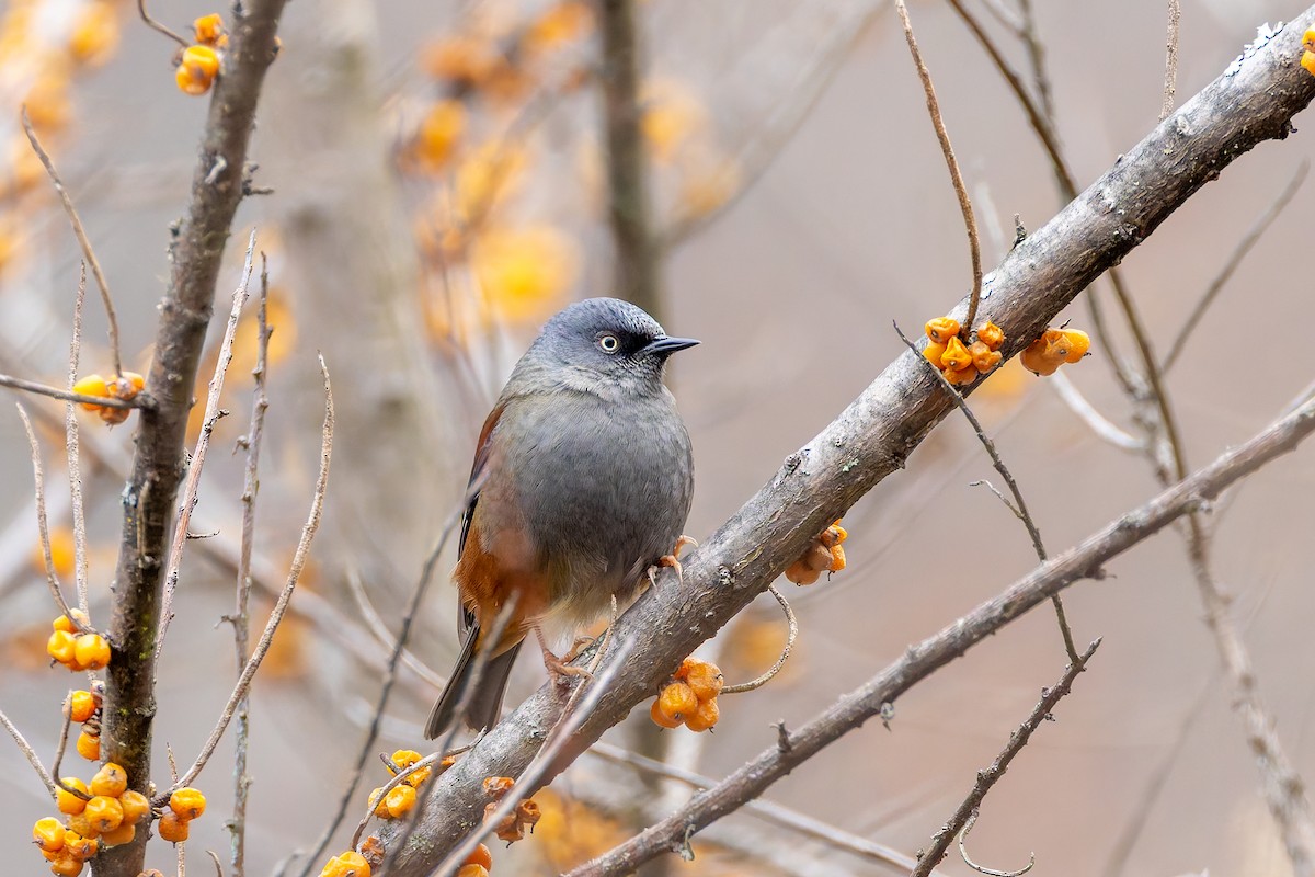 Maroon-backed Accentor - ML640713160