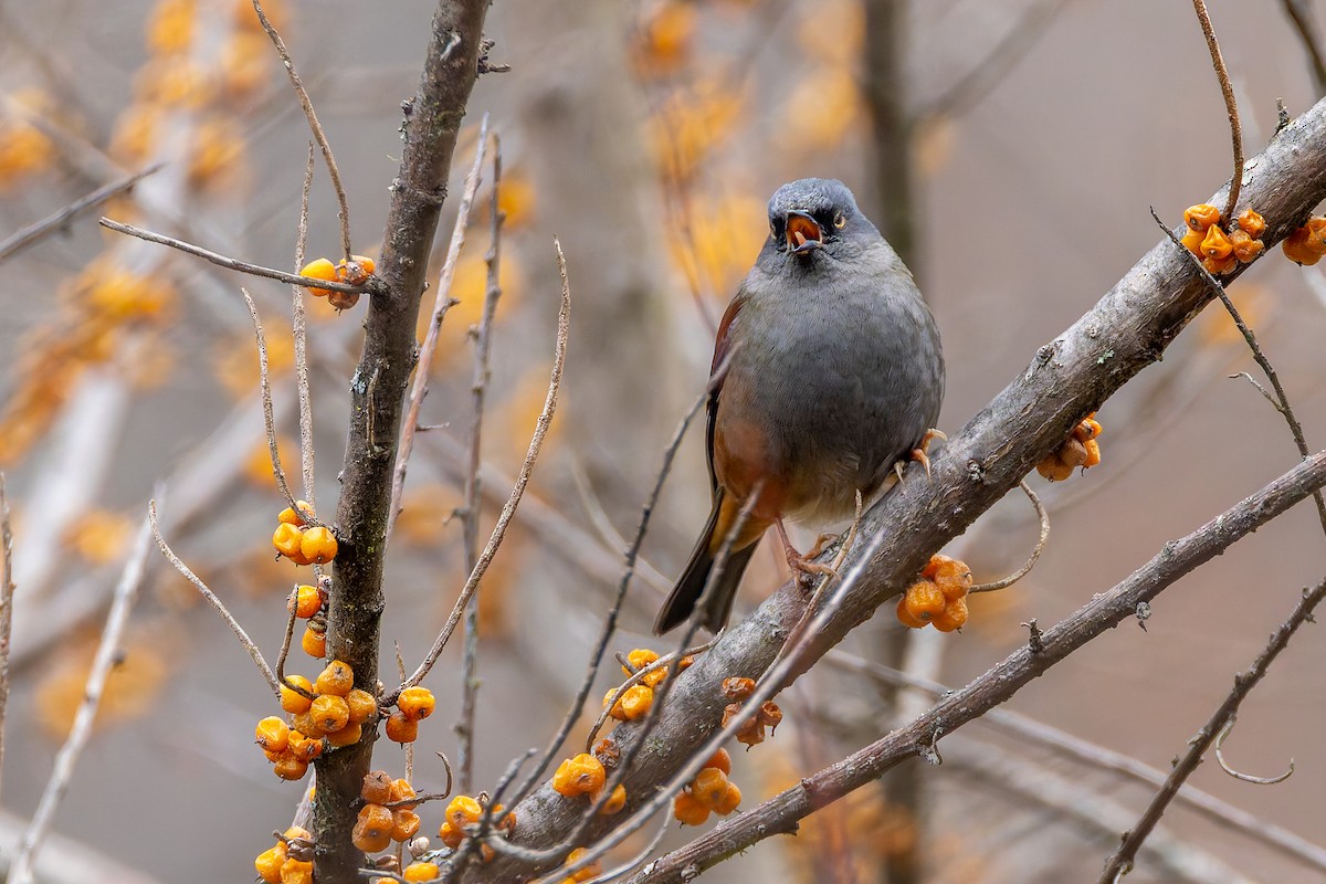 Maroon-backed Accentor - ML640713167