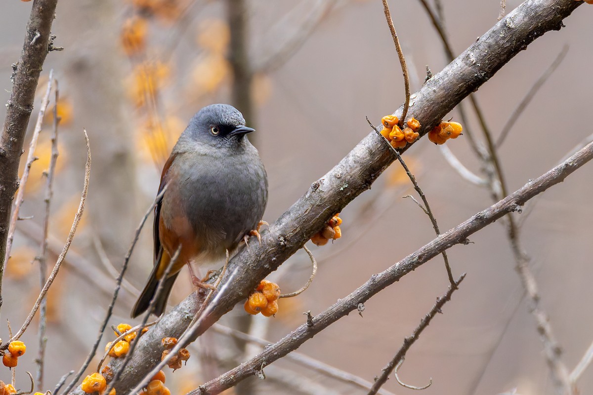 Maroon-backed Accentor - ML640713169