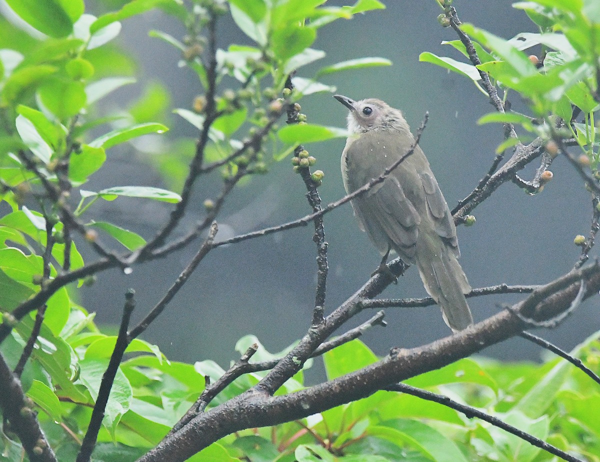 Bare-faced Bulbul - ML640713216