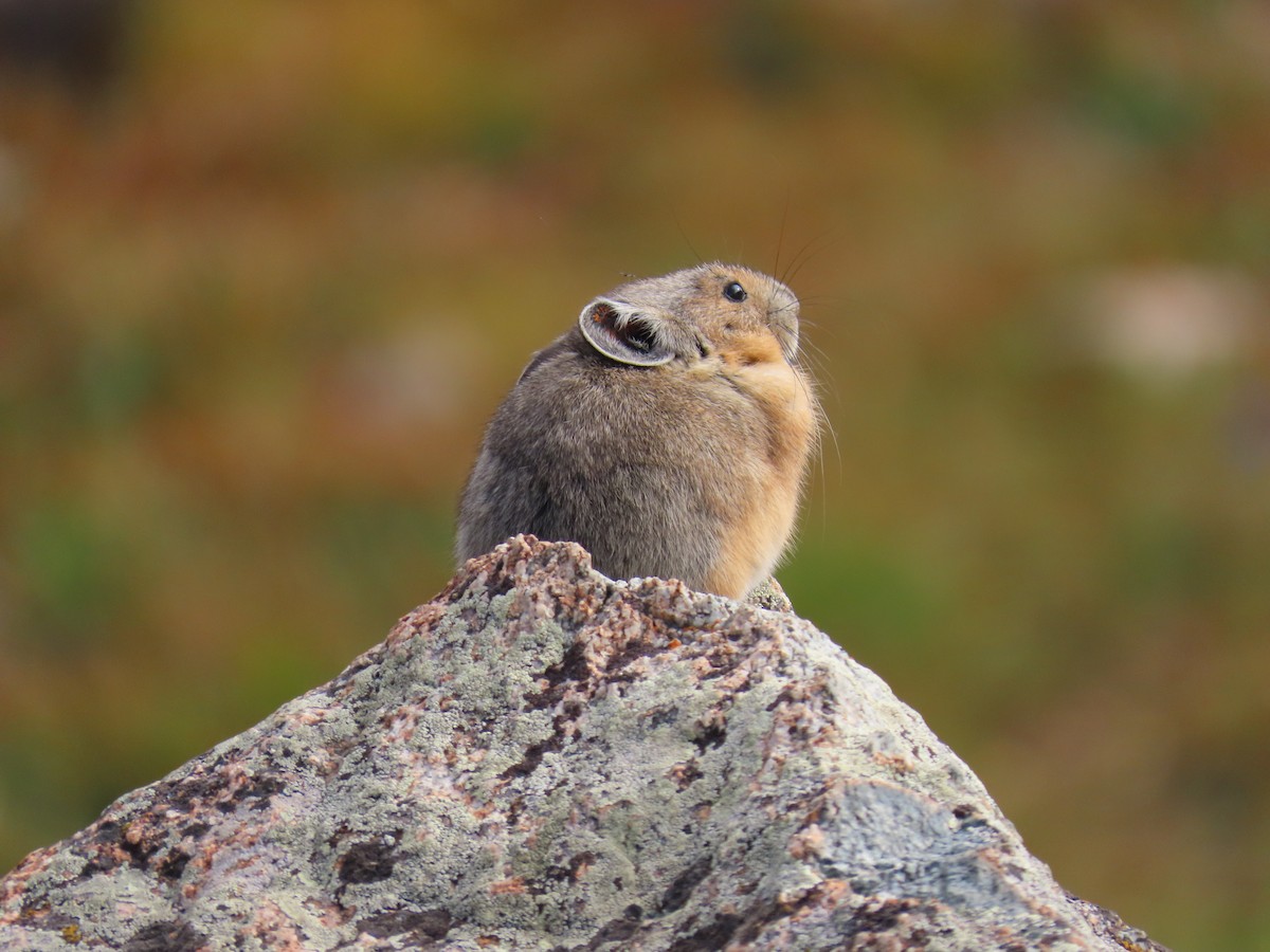 Animals - ML640713243