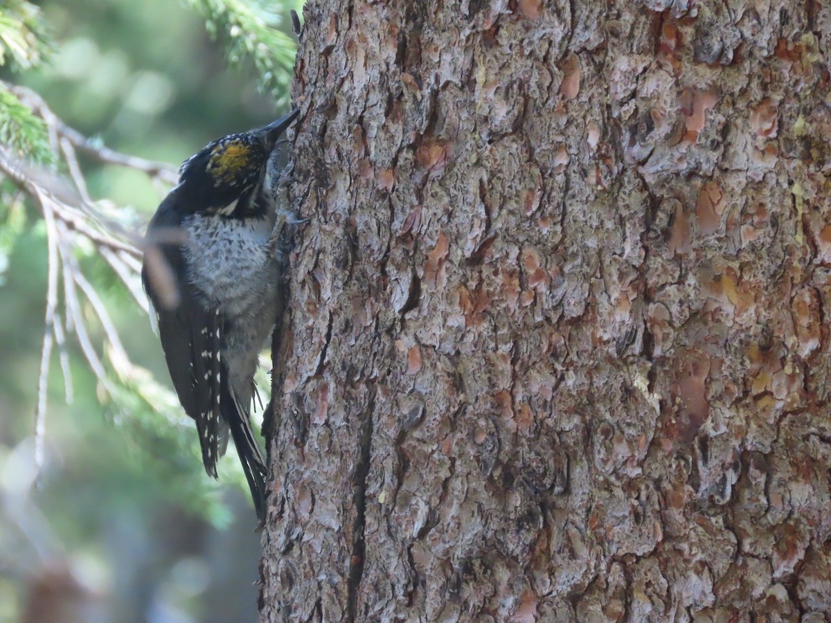 American Three-toed Woodpecker - ML640713278
