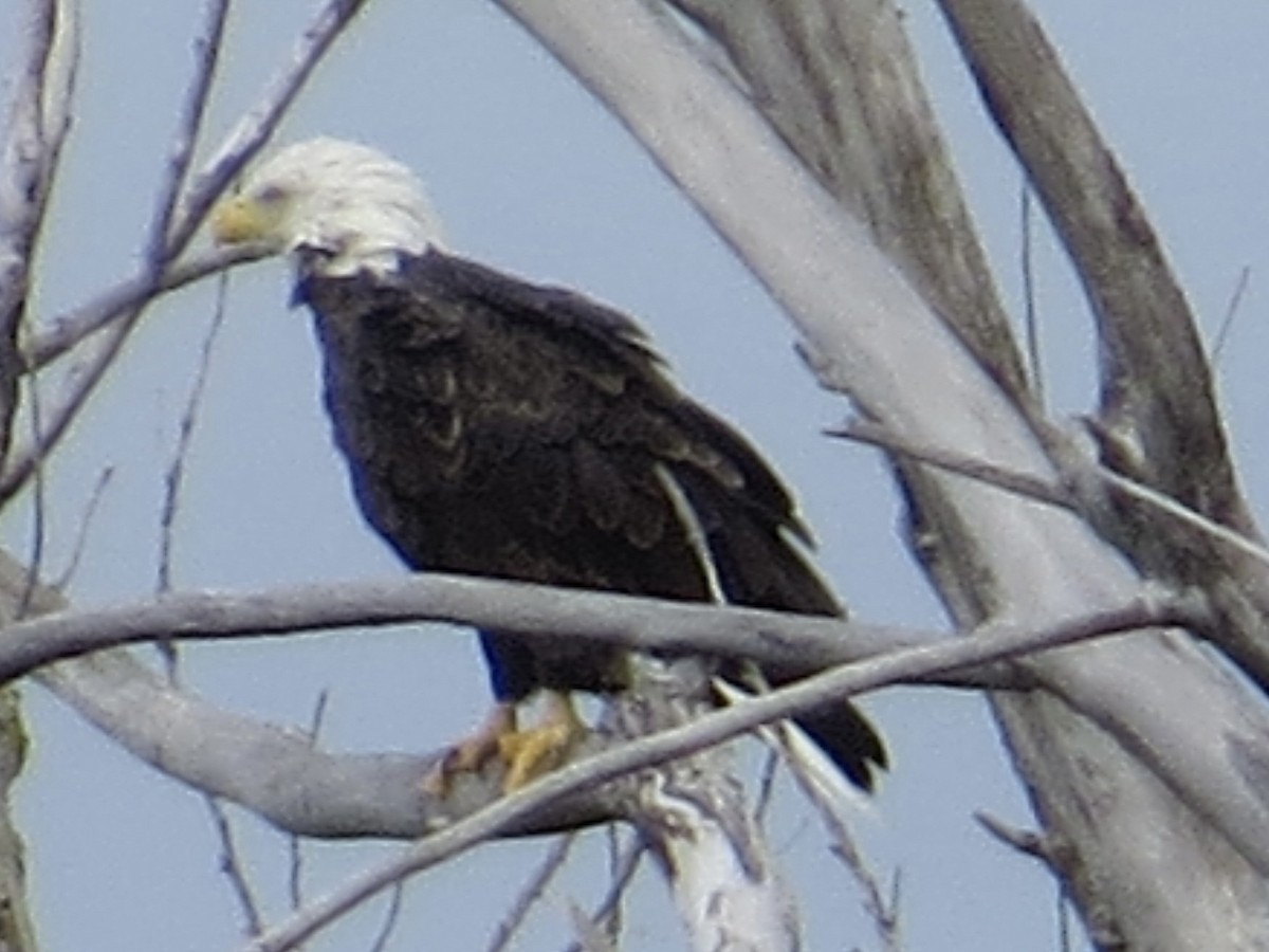 Pygargue à tête blanche - ML640713294